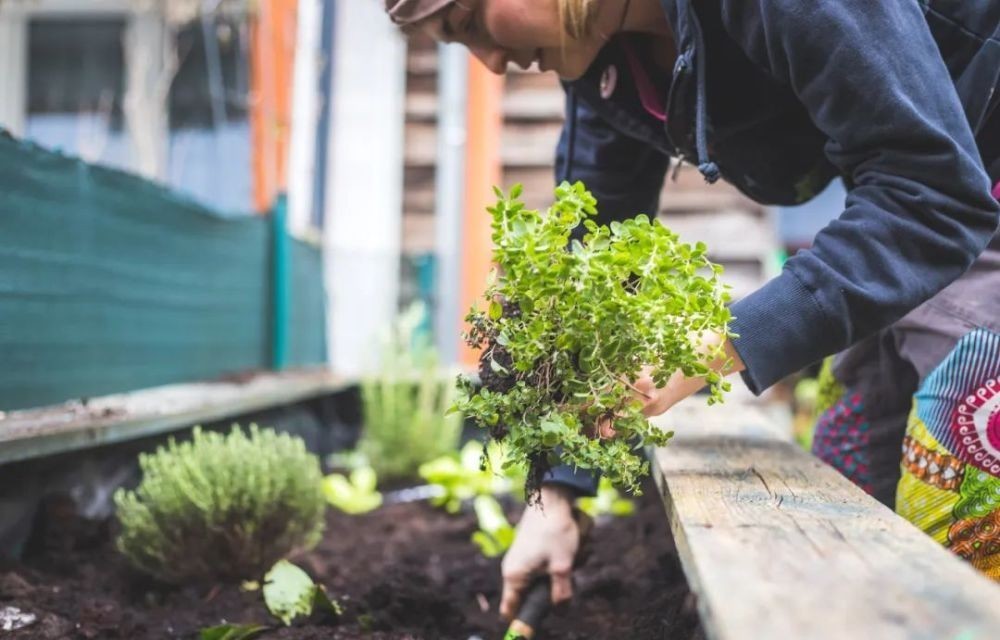 花园|在家种个菜都这么美,还要什么花园?