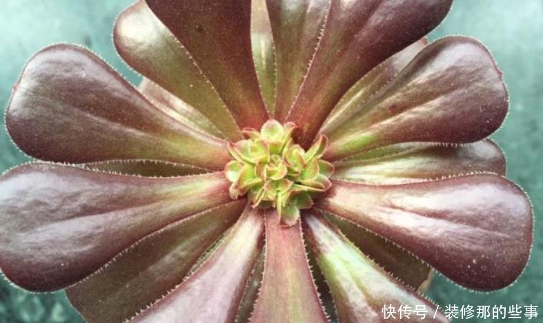 多肉砍头不好看，教你一种“新方法”，快速变群生，不影响美观！