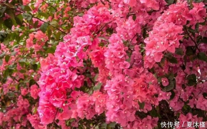 最受欢迎的4种花,浇点水就疯长,越晒开花越多,家里变花海!