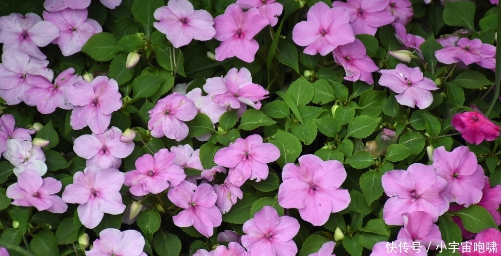 冬天最容易养的六种花,现在正开花,花大又艳,邻居串门直夸好看