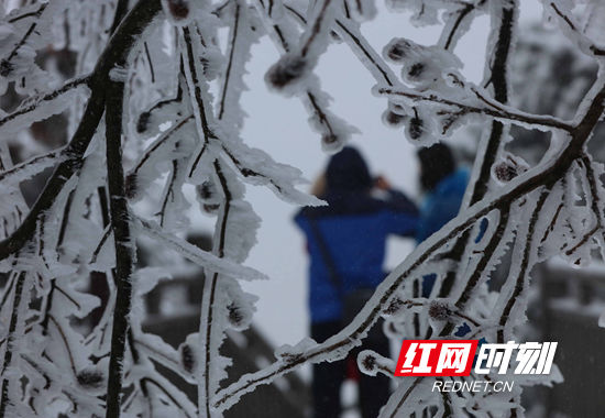 天子山|张家界景区天子山：雨雪迎新春 冰挂晶莹剔透（组图）