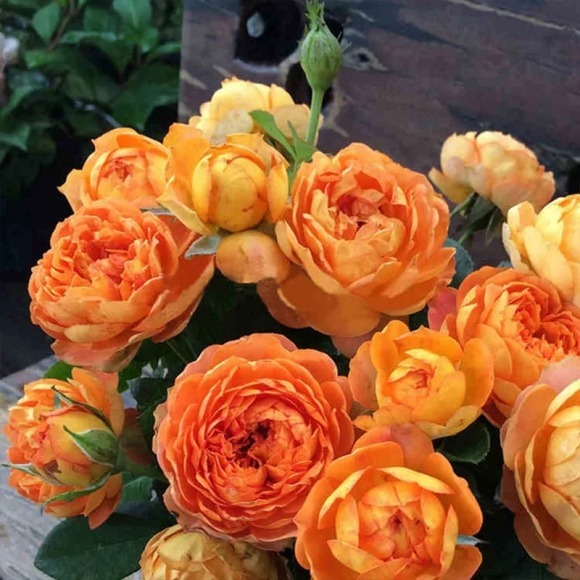 盘点最受欢迎的24种月季花，长得快、开花多，养了会上瘾！