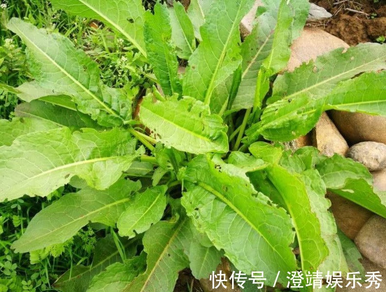 舌头|1种野草叫牛舌头,好多人上山排队挖,竟然有大作用