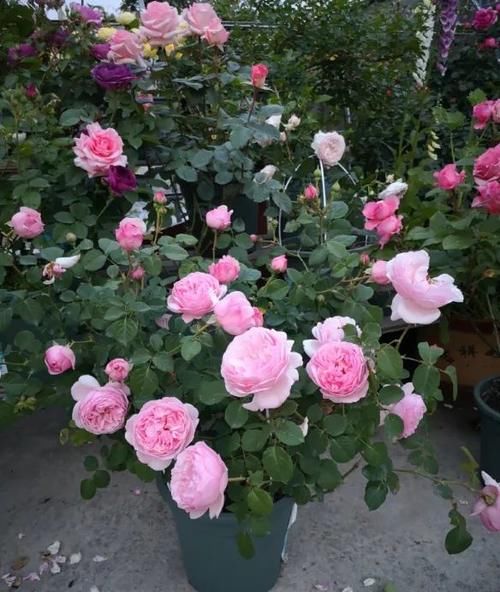 月季长满了花苞还能换盆吗？浇水来不及怎么办？