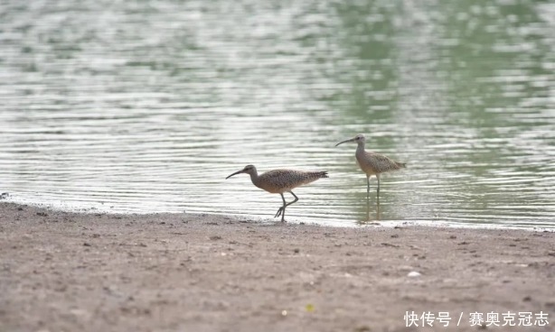 南沙|打卡新去处！南沙湿地观鸟平台开放啦