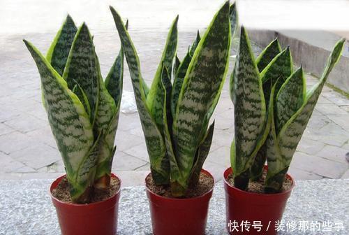 阿莫西林|家里养虎皮兰,给它喂颗小药丸,像打鸡血一样,新叶侧芽一起长!