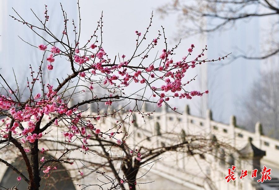 胡颓子|1月大寒时，雪花无约群芳有信