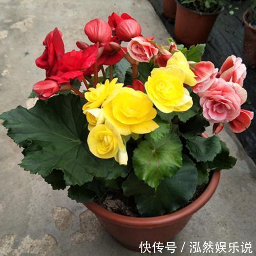 花苞|新买的盆栽养不活排除5个“雷”，养一盆旺一盆