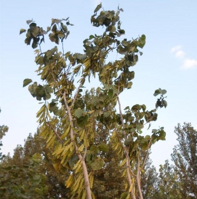 紫荆花树|紫荆花早春叶前开放，无论枝、干布满紫色花朵，艳丽可爱