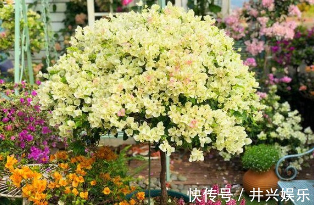 她在露台养了一种花,全年花开不断,犹如仙境,收获了近10万粉丝