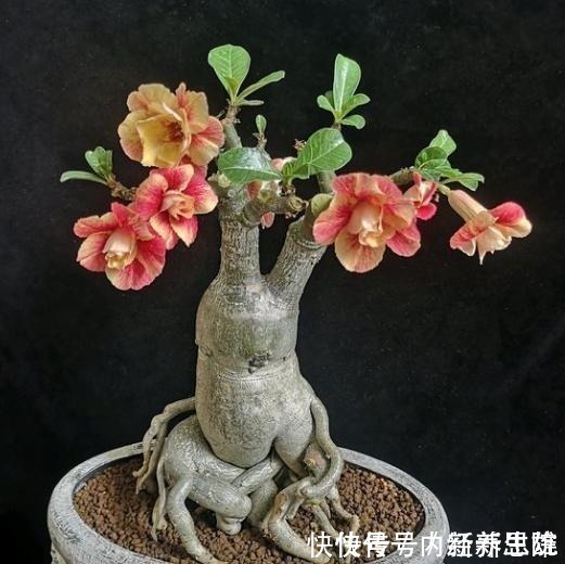 烂根|家中养沙漠玫瑰，土里加点“料”，怎么养都不烂根，花开不间断！