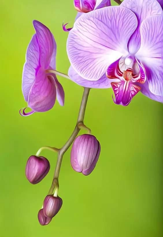 极品兰花（美醉了！）