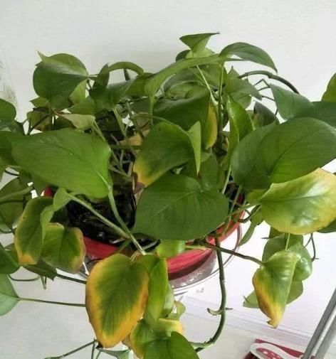 地方|家中这“4个地方”,万万别“养花”,不然黄叶还烂根,赶紧搬走