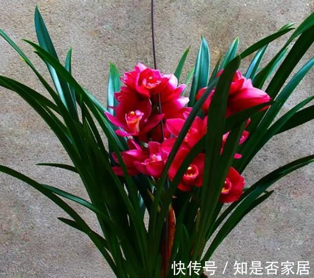 建兰|有着开花机器美誉的大将军，花朵又大又香开花成串显档次