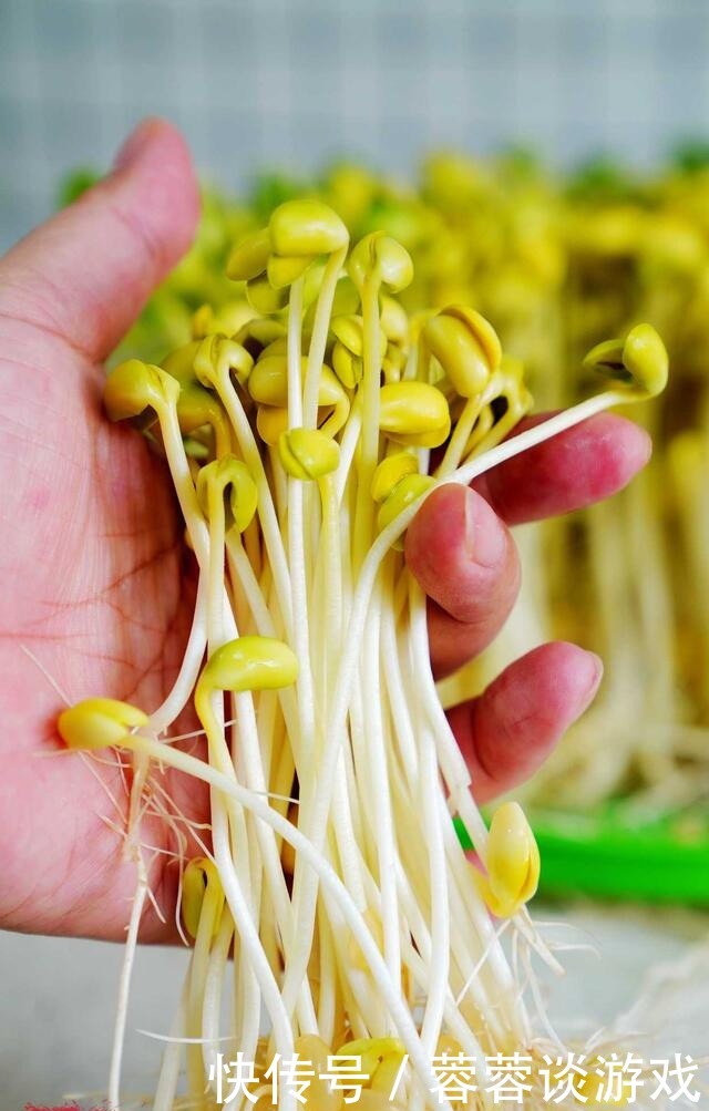 用了我这办法,发黄豆芽不会变臭一次就成功,五天就长15厘米高!