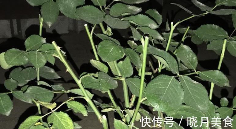 月季枝条不够壮开花少,该怎么办呢