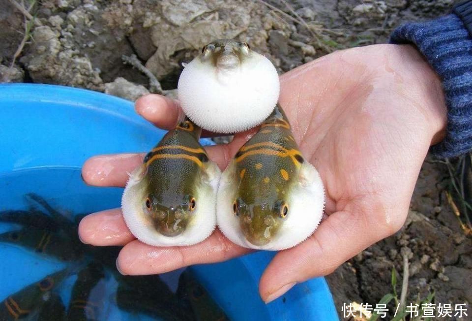 因毒性太強(qiáng)被禁止銷售，至今尚未完全解禁，卻依然有人冒死吃它