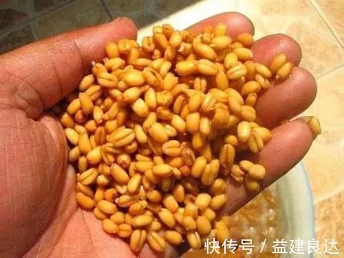 这么泡麦粒,一粒麦子一条鱼,还个个都是大板鲫