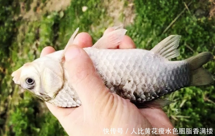 大蒜|用蚯蚓钓鱼落伍了,教你用大蒜钓鱼,鱼获翻倍满载而归