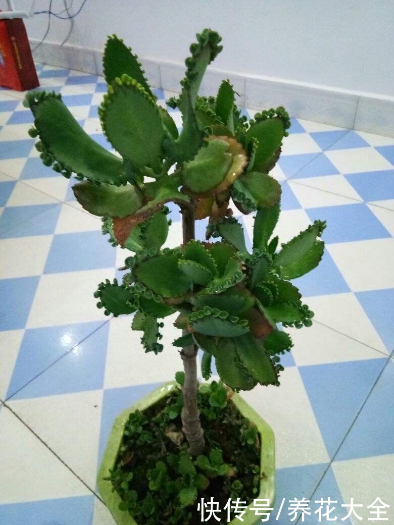 紫米粒|沾土就活的花，叶子掉土里，呼呼蹿出小肉芽