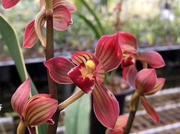 养兰花一年365天不偷懒，天天有花开，开到你不想要