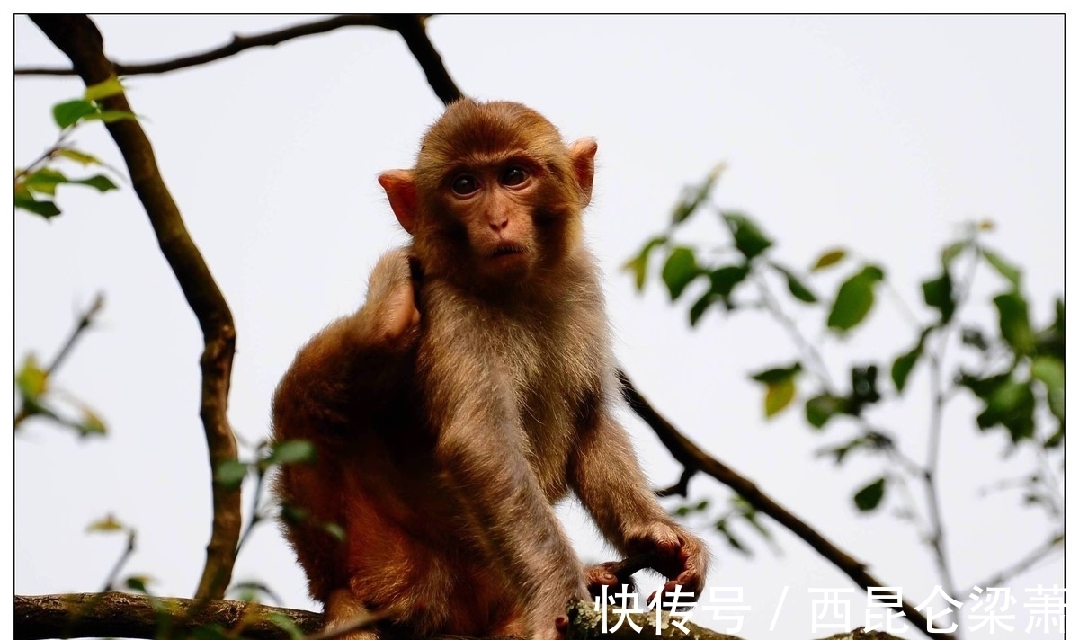 生肖猴|女追男隔层纱，生肖猴面对爱情要把握住机会，直面内心感受