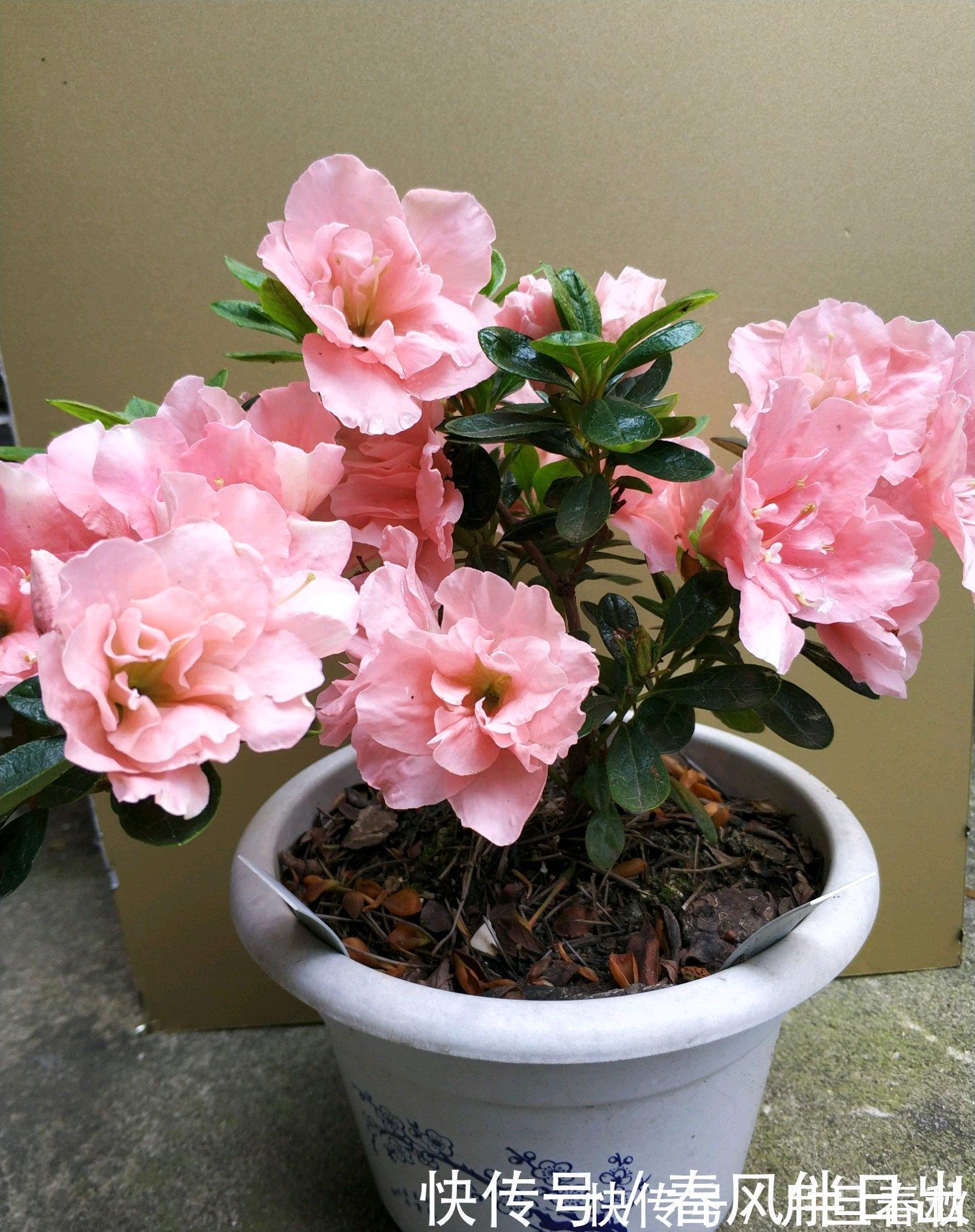 映山红|中国十大名花之一,四季开花,观赏价值高,一花多色,漂亮又芳香