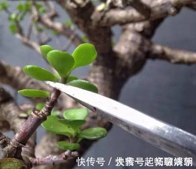 花卉|3个养花“小技巧”，越早知道越好！养花百分百成活，1分钟学会
