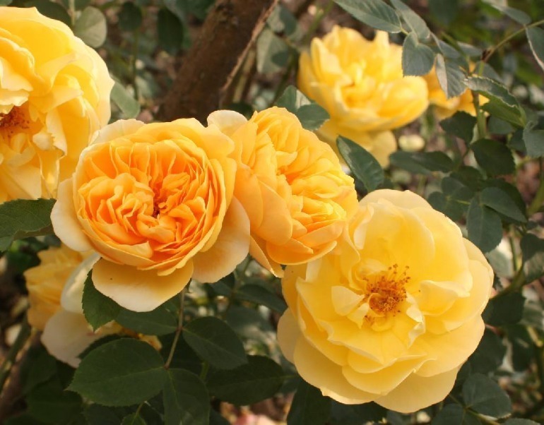 杜鹃花|月季花杜鹃花栀子花总是养不活教你一招,连开3个月!