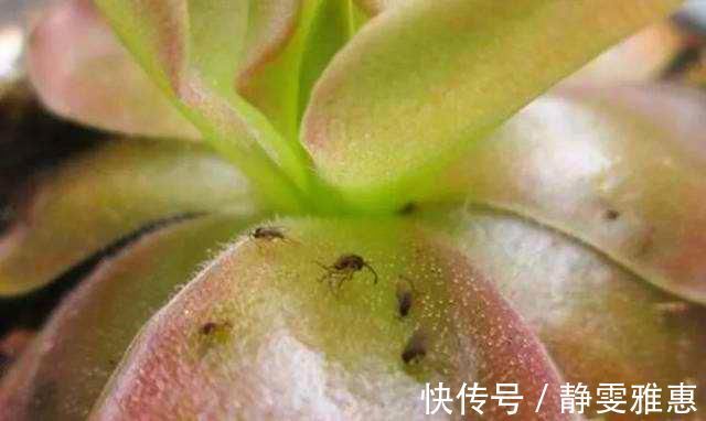 喷药|养花最怕碰到“小黑飞”，这东西可不好，影响花卉生长，赶紧消灭