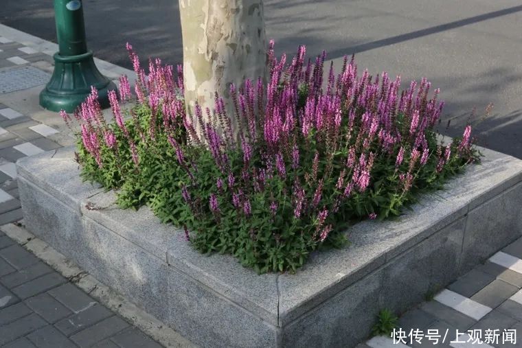 小小树穴有 乾坤 街头上这些花样的覆盖究竟是为何的 全网搜