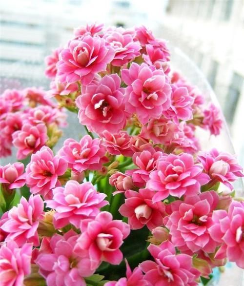 花芽|长寿花、蟹爪兰都喜欢的“神仙水”,一周喂一勺,花开满枝头!