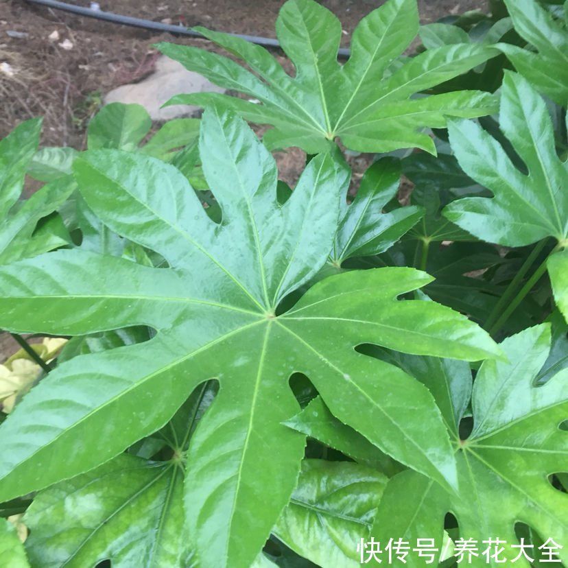 八角|家里养盆“八角金盘”,净化空气效果好,满屋子生机盎然