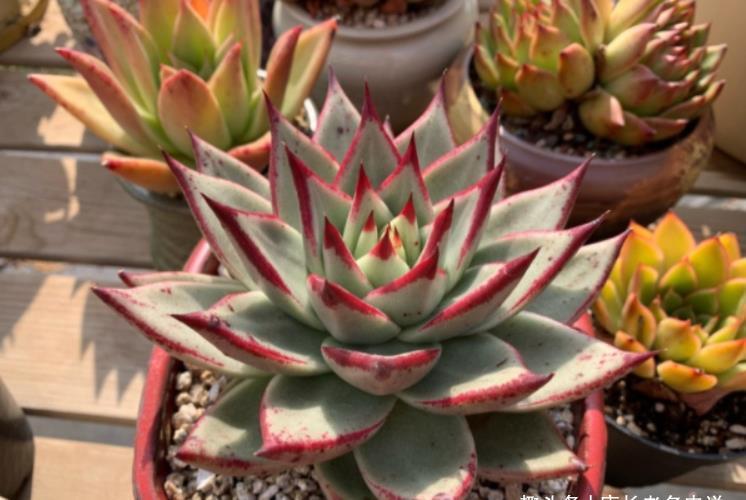 阴天|没有太阳的阴天但温度很高,这种情况需要给多肉拉遮阳网防晒吗?