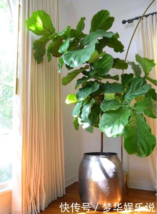 懂花的人都选5种花:“人养花、花养人”,盆盆都是精品