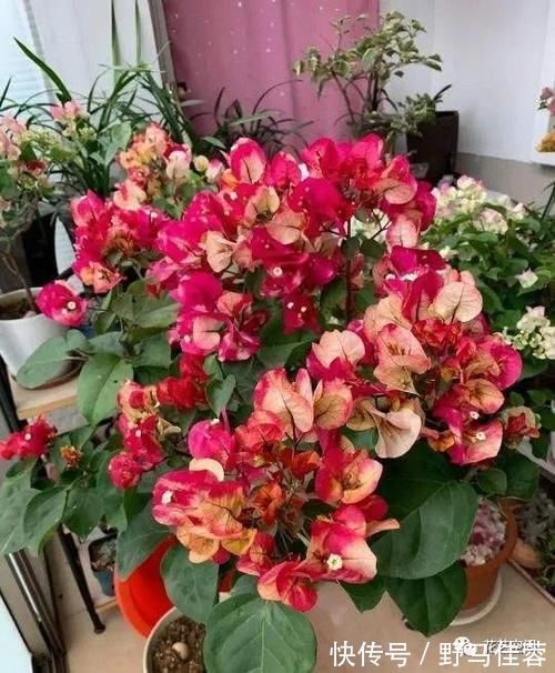 蟹爪兰|两种“促花水”，给三角梅、蟹爪兰用一勺，开花爆盆，又美又仙