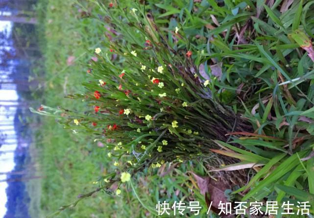 本草图经|独脚金:其貌不扬,却千元1斤,被称为“草中黄金”