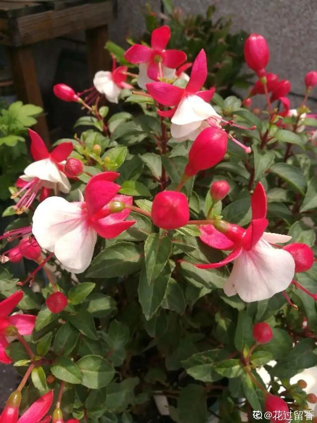 想要家里四季花开，这20种花，连续能开300天，完全不歇气