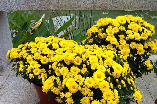 在家养花，该如何解决虫害难题3个妙招，保你杀虫没顾虑