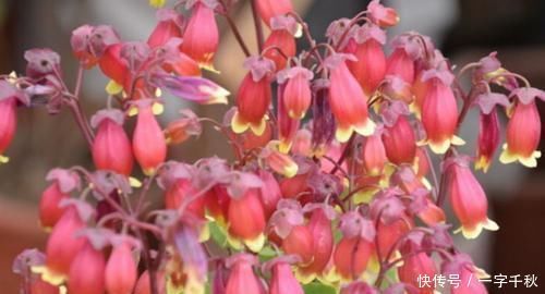 开花最香的4种花，家里养一盆，花姿妖娆，四季繁花似锦，美