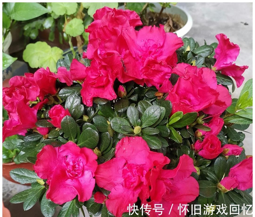 植株|5种喜“半阴花”，入冬以后多见阳光，长得旺早开花