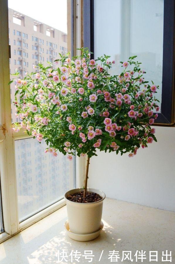 小木槿的“棒棒糖”,3月做好4件事,花比叶子密,灿烂180天