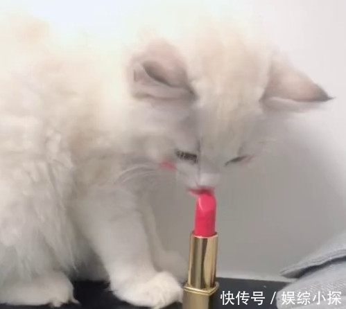 发现猫咪玩口红,主人正要发飙,却被它抬头后的样子惊艳到了