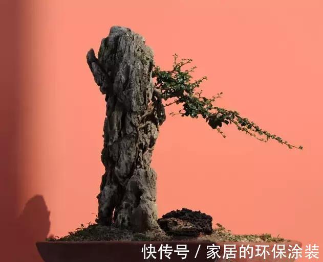 漂亮|漂亮的附石盆景，令人爱不忍释
