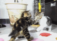 |搞笑动图:我就含在嘴里不吃,逗你玩!