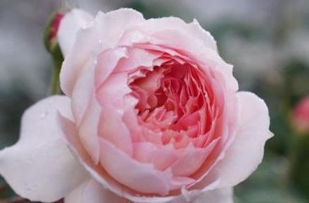 有机肥|月季花秋冬该怎么施肥,三种苗情施肥大不同