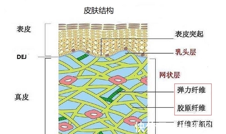 化妆品 如何有效抗衰老，高价护肤品有效吗？科学家解析保持青春秘诀