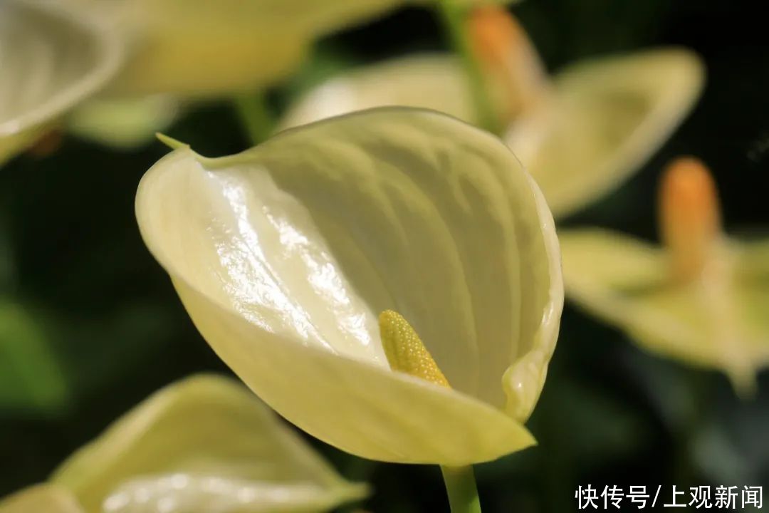 崇明|赏花正当时！花博南园姹紫嫣红，花色纷呈