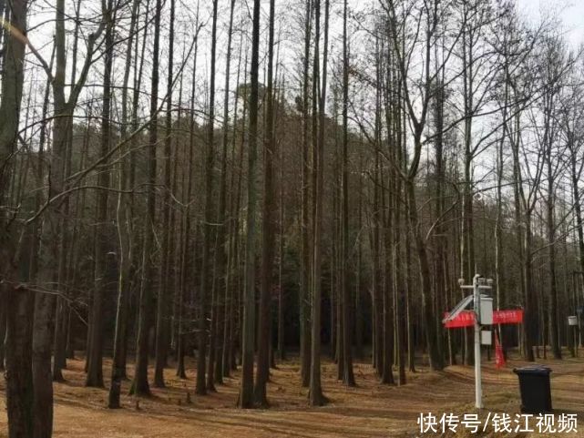 了不起！杭州发现3亿年前活化石！规模之大，全国罕见