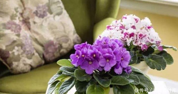 长春花|家里就养4种花,耐旱又耐晒,开花红红火火,旺财又旺运